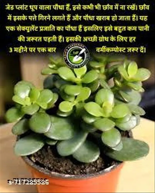 Good_Luck_Indoor_Dhankuber_Jade_Plant_Pack_Of_1