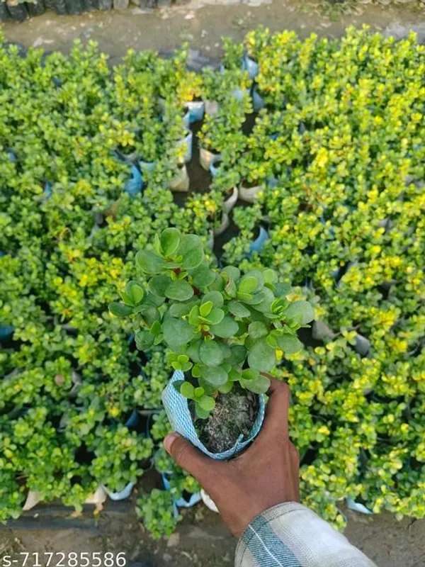 Good_Luck_Indoor_Dhankuber_Jade_Plant_Pack_Of_1