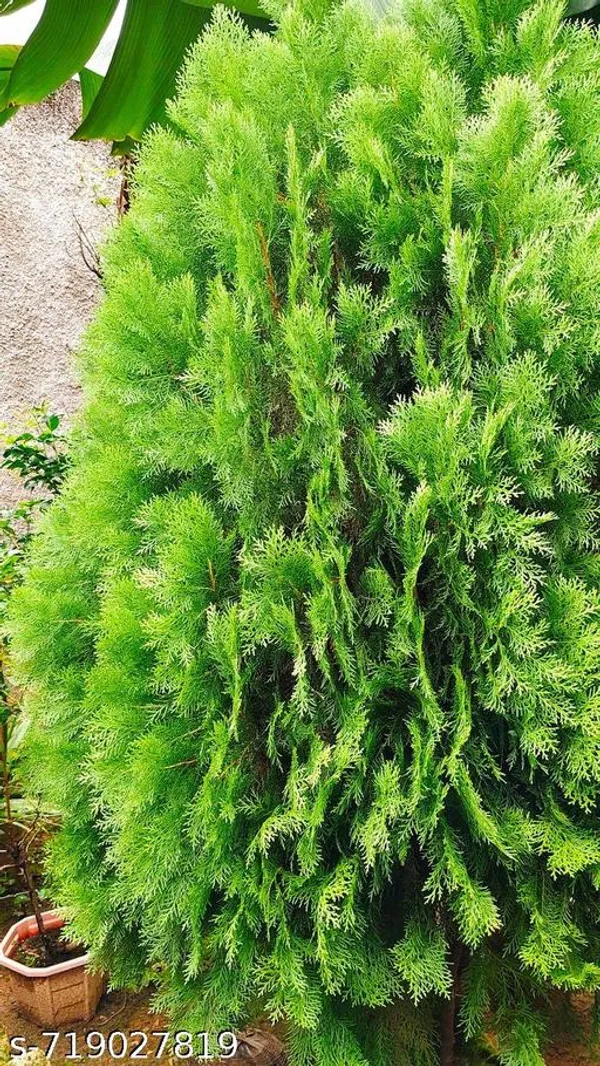 Jhaw_Morpankhi_Thuja_Orientalis_Indoor_Outdoor_Plant_Pack_Of_1