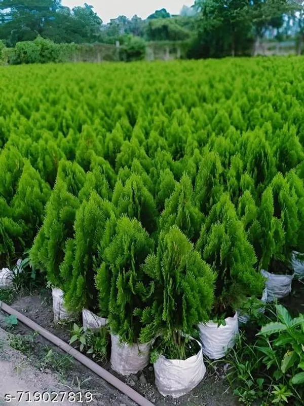 Jhaw_Morpankhi_Thuja_Orientalis_Indoor_Outdoor_Plant_Pack_Of_1