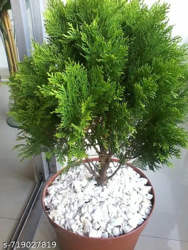 Jhaw_Morpankhi_Thuja_Orientalis_Indoor_Outdoor_Plant_Pack_Of_1