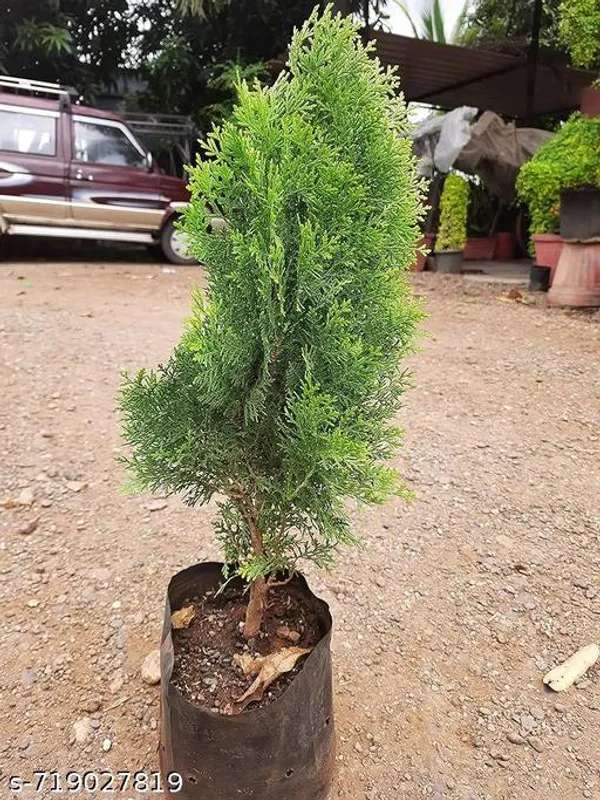 Jhaw_Morpankhi_Thuja_Orientalis_Indoor_Outdoor_Plant_Pack_Of_1