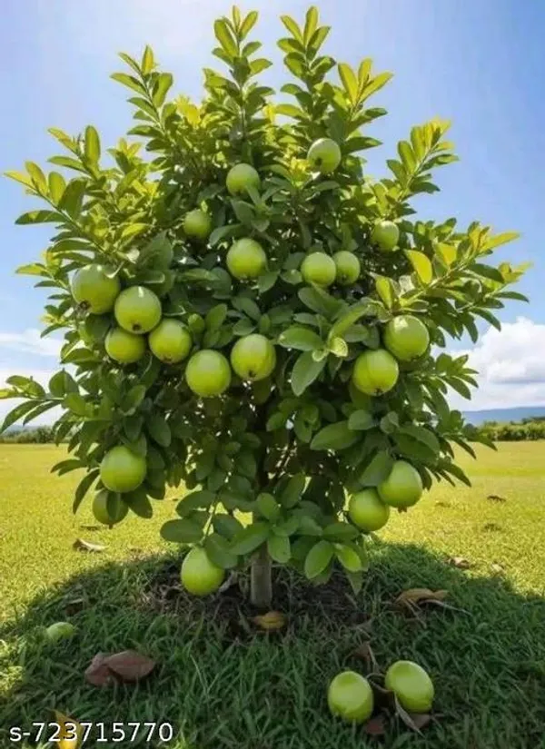 Hybrid_Sweet_Guava_Fruit_Plant_Pack_Of_1