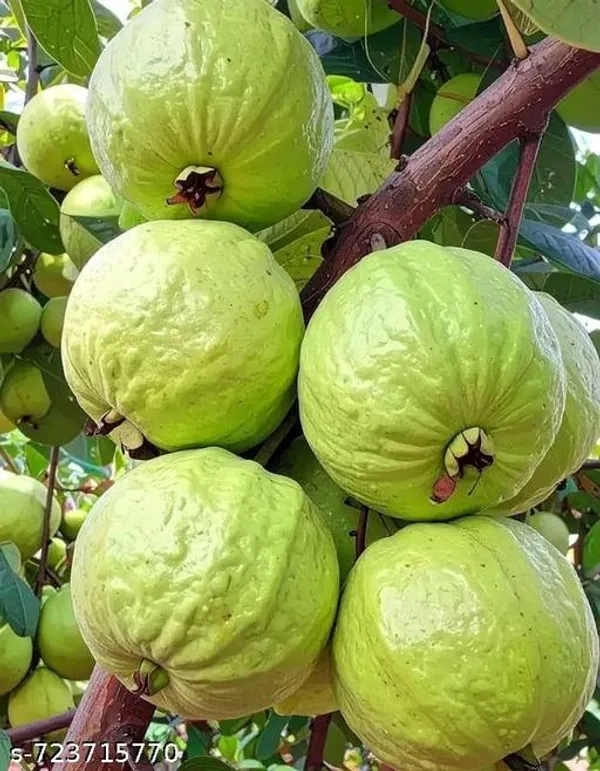 Hybrid_Sweet_Guava_Fruit_Plant_Pack_Of_1