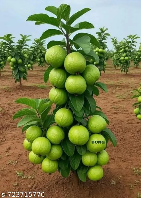 Hybrid_Sweet_Guava_Fruit_Plant_Pack_Of_1