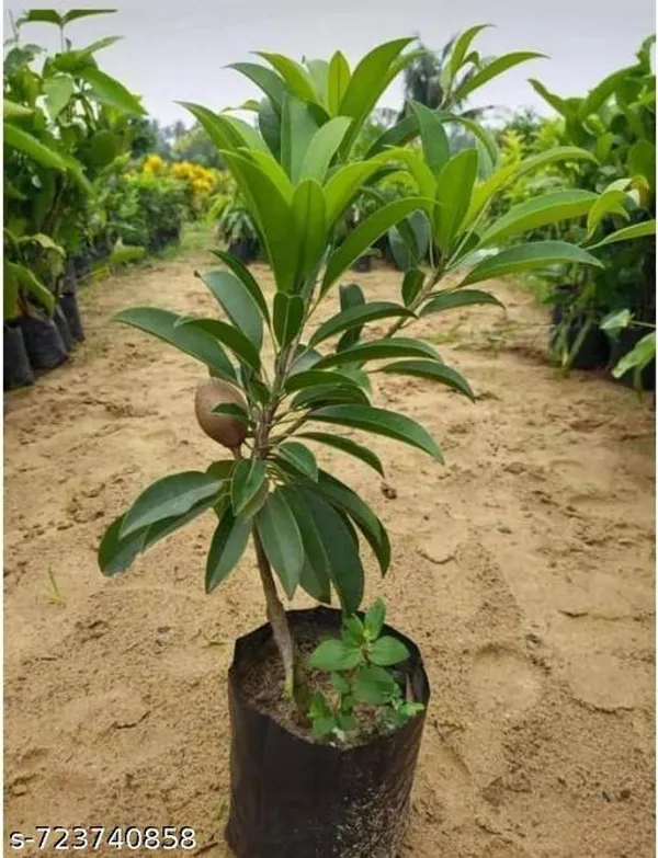 All_Time_Grafted_Chiku_Plant_Pack_Of_1
