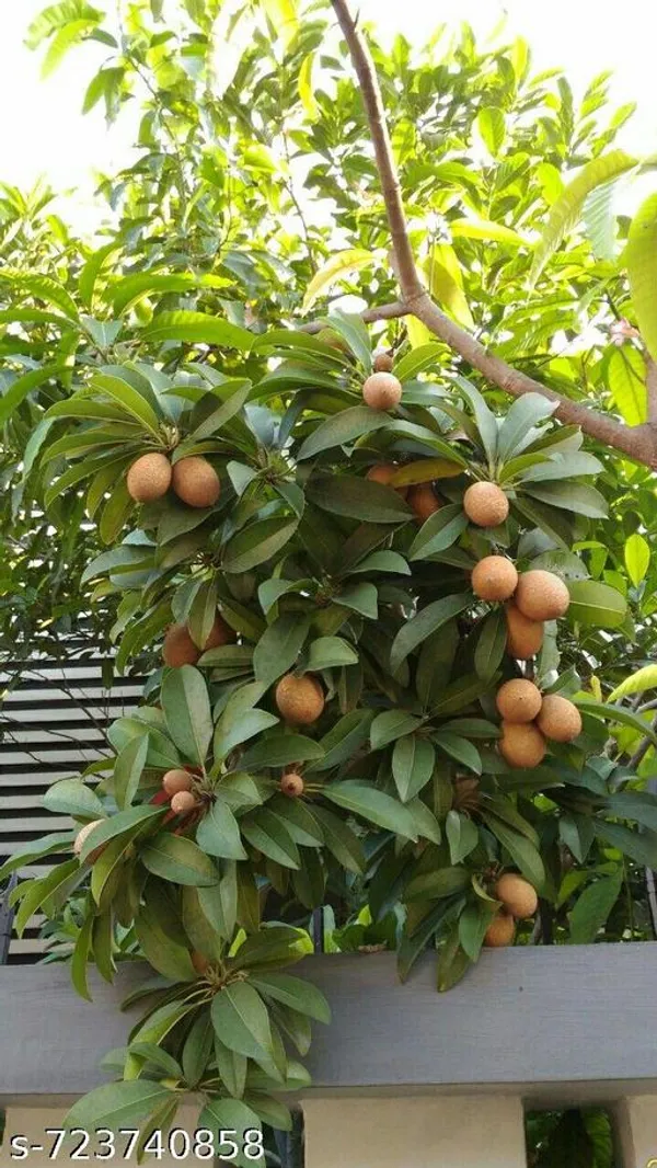 All_Time_Grafted_Chiku_Plant_Pack_Of_1