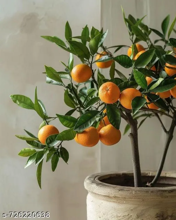 Orange_Lemon_Plant_Komla_Lebu_Plant_Pack_Of_1