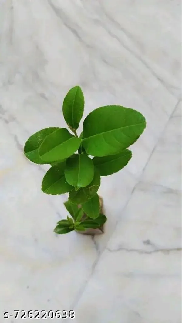 Orange_Lemon_Plant_Komla_Lebu_Plant_Pack_Of_1