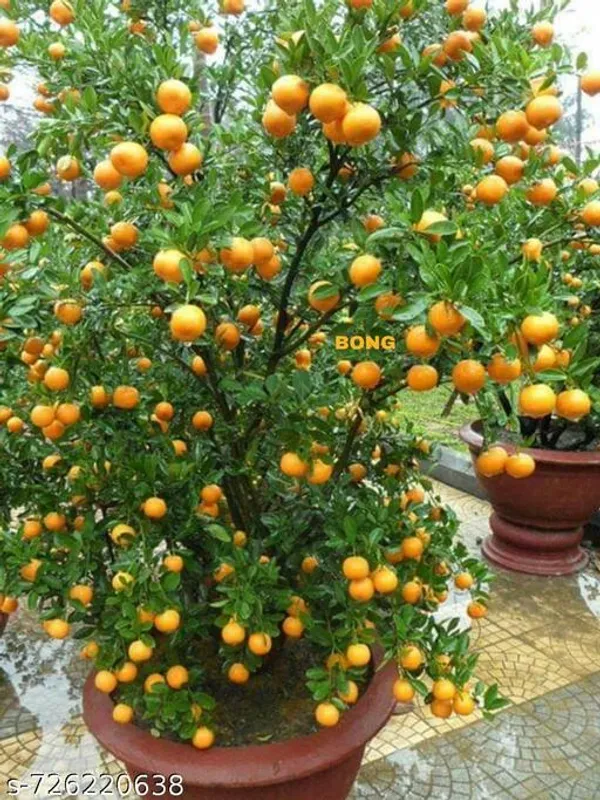 Orange_Lemon_Plant_Komla_Lebu_Plant_Pack_Of_1