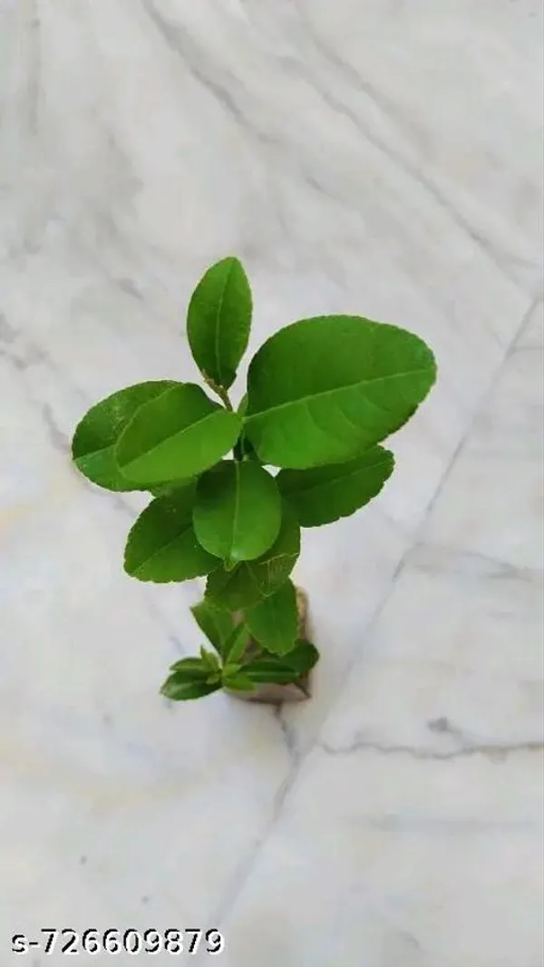 Orange_Lemon_Plant_Komla_Lebu_Plant_Pack_Of_1