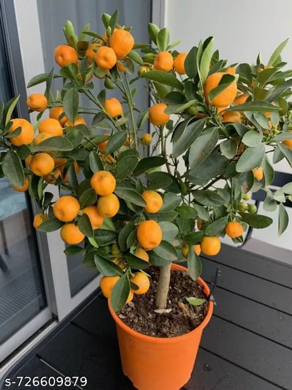 Orange_Lemon_Plant_Komla_Lebu_Plant_Pack_Of_1