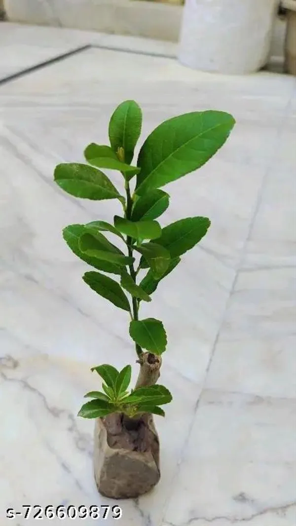 Orange_Lemon_Plant_Komla_Lebu_Plant_Pack_Of_1