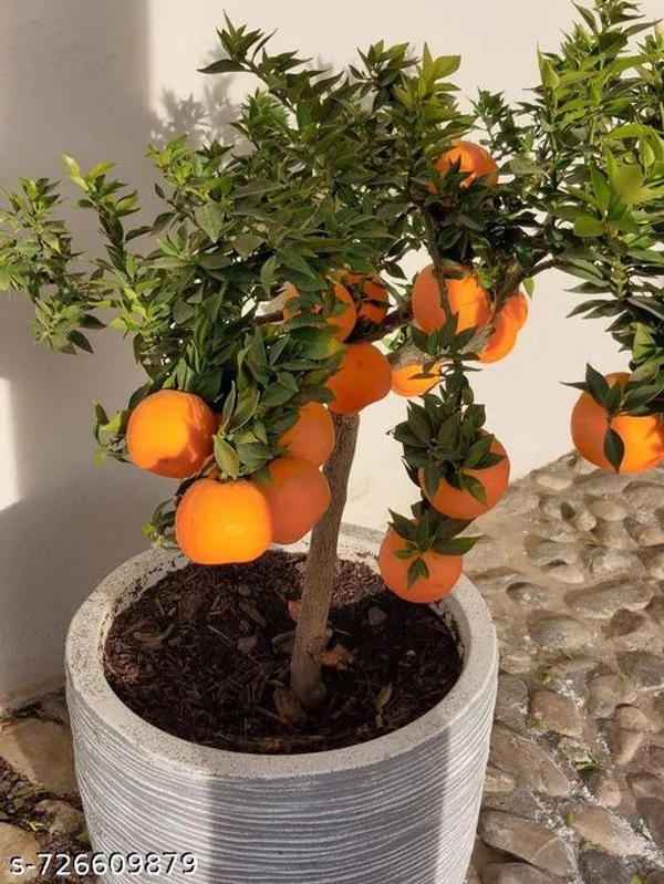 Orange_Lemon_Plant_Komla_Lebu_Plant_Pack_Of_1