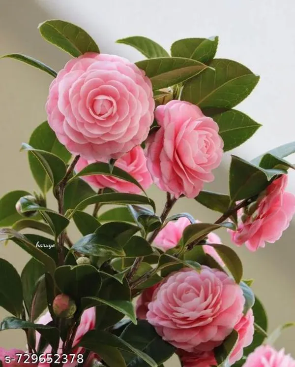 Hybrid_Soft_Pink_Camellia_Flower_Plant_Hybrid_Sweet_Dragon_Fruit_Plant_Pack_Of_1