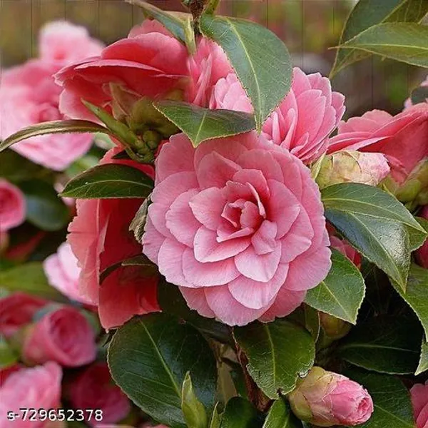 Hybrid_Soft_Pink_Camellia_Flower_Plant_Hybrid_Sweet_Dragon_Fruit_Plant_Pack_Of_1