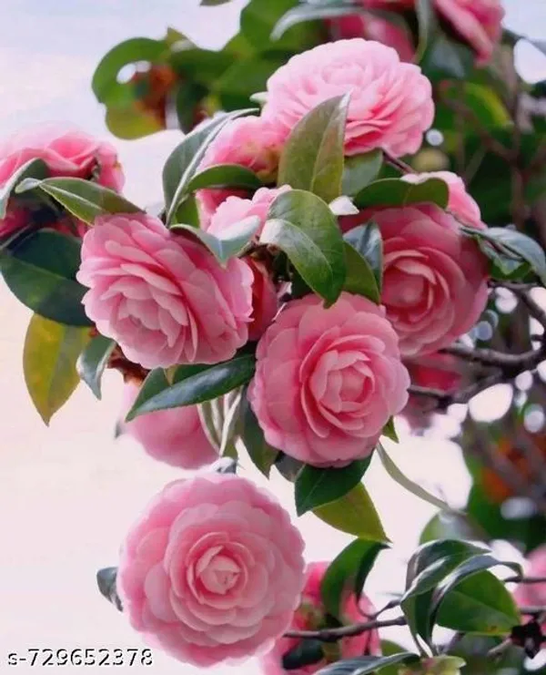 Hybrid_Soft_Pink_Camellia_Flower_Plant_Hybrid_Sweet_Dragon_Fruit_Plant_Pack_Of_1