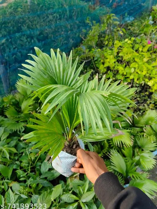 Chinese_Fan_Palm_Indoor_Live_Plant_Pack_Of_1