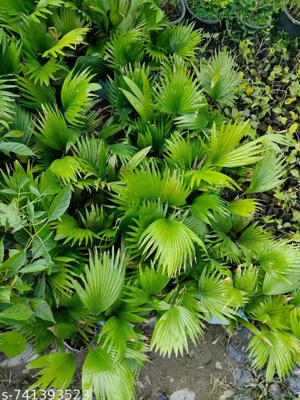 Chinese_Fan_Palm_Indoor_Live_Plant_Pack_Of_1