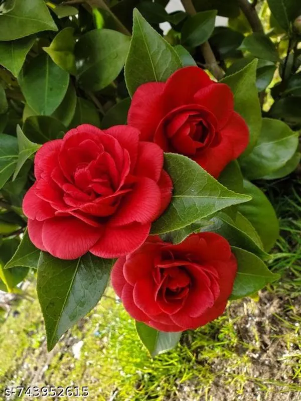 Hybrid_Dark_Red_Camellia_Flower_Plant_Pack_Of_1
