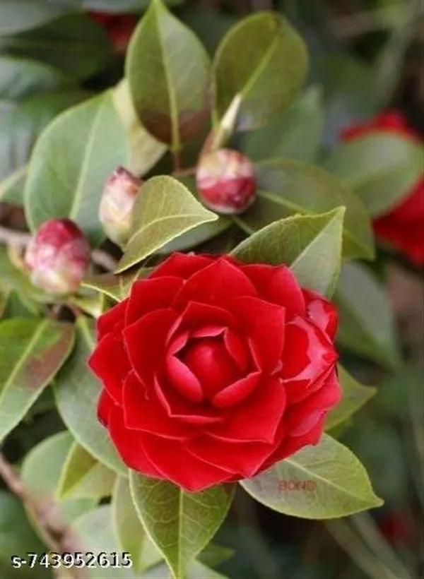 Hybrid_Dark_Red_Camellia_Flower_Plant_Pack_Of_1