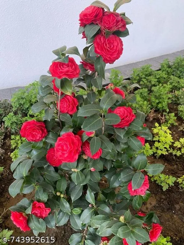 Hybrid_Dark_Red_Camellia_Flower_Plant_Pack_Of_1