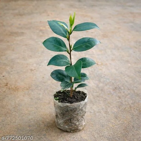 Rare_Blue_Camellia_Flower_Plant_Pack_Of_1