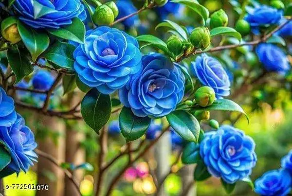 Rare_Blue_Camellia_Flower_Plant_Pack_Of_1