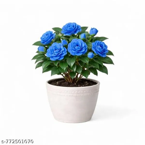 Rare_Blue_Camellia_Flower_Plant_Pack_Of_1