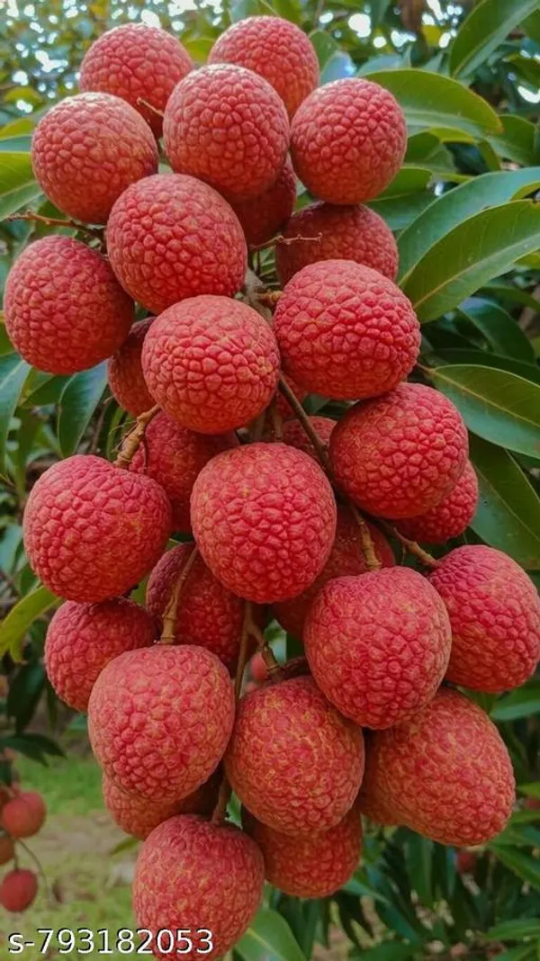 Hybrid_Sweet_Thai_Verity_Lichi_Fruit_Plant_Pack_Of_1