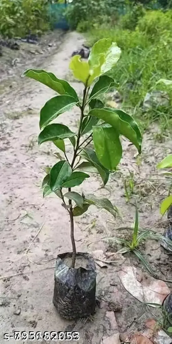 Hybrid_Sweet_Thai_Verity_Lichi_Fruit_Plant_Pack_Of_1