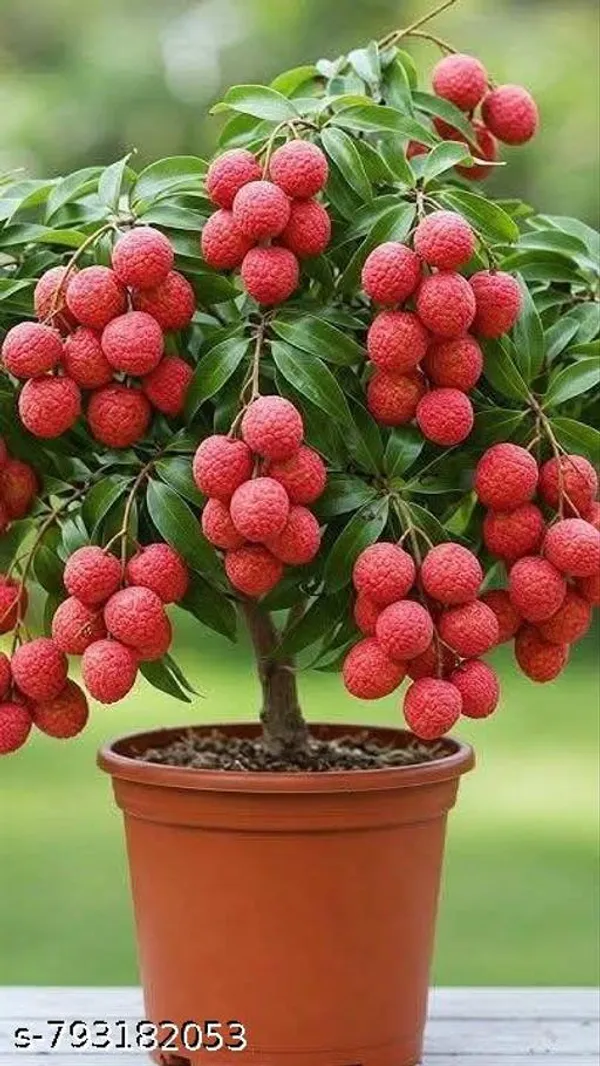 Hybrid_Sweet_Thai_Verity_Lichi_Fruit_Plant_Pack_Of_1
