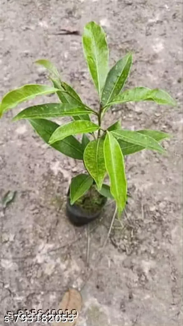 Hybrid_Sweet_Thai_Verity_Lichi_Fruit_Plant_Pack_Of_1
