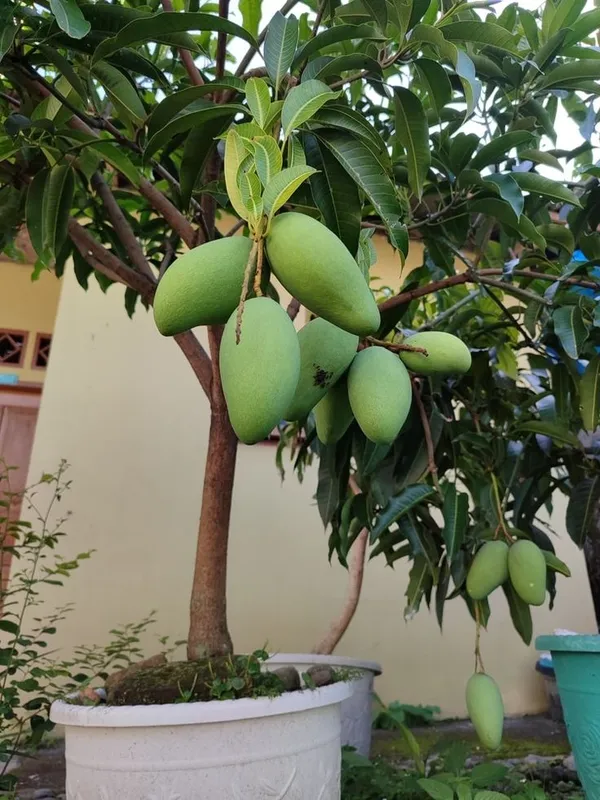 All_Time_Mango_Fruit_Live_Plant_–_12_Month_Fruiting_Mango_Tree_|_Sweet_&_Juicy_Mango_|_Easy_to_Grow_Home_Garden_Plant