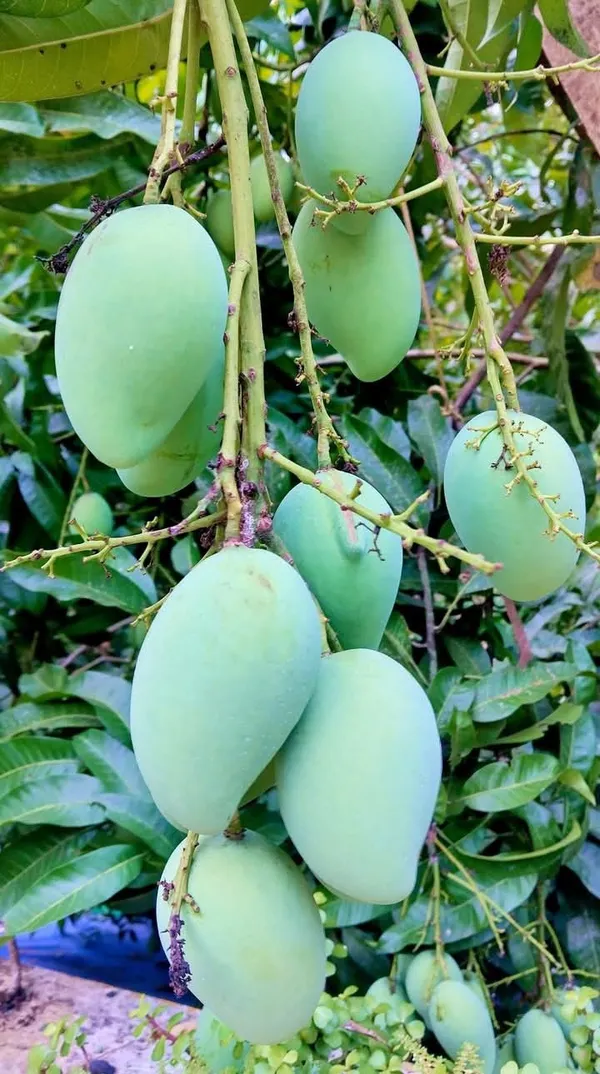 All_Time_Mango_Fruit_Live_Plant_–_12_Month_Fruiting_Mango_Tree_|_Sweet_&_Juicy_Mango_|_Easy_to_Grow_Home_Garden_Plant
