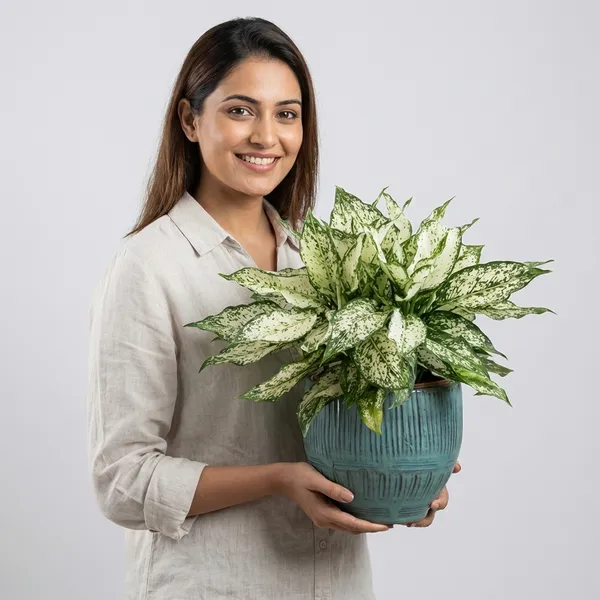 Bong_Nursery_Aglaonema_Snow_White_Indoor_Plant_Pack_Of_1