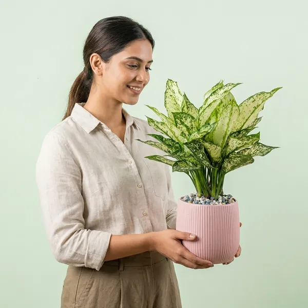 Bong_Nursery_Aglaonema_Snow_White_Indoor_Plant_Pack_Of_1