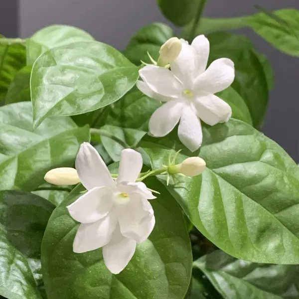 Arabian_Jasmine_(Mogra)_Live_Plant_–_Fragrant_White_Flowers_|_Easy_to_Grow_|_Home_&_Garden_Decorative_Plant