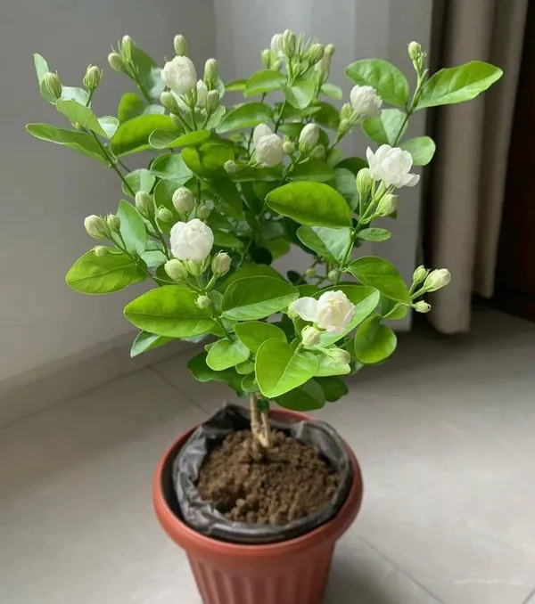 Arabian_Jasmine_(Mogra)_Live_Plant_–_Fragrant_White_Flowers_|_Easy_to_Grow_|_Home_&_Garden_Decorative_Plant