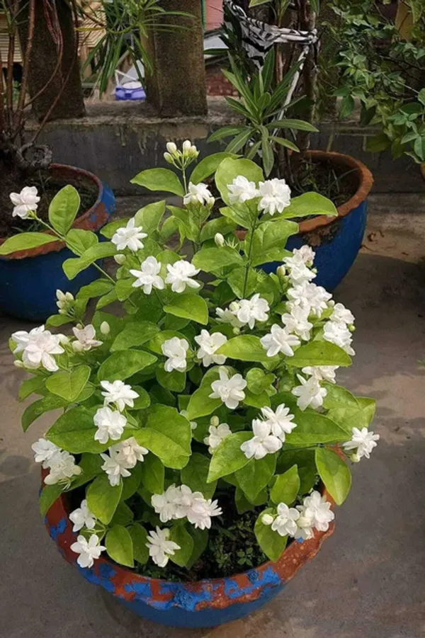 Arabian_Jasmine_(Mogra)_Live_Plant_–_Fragrant_White_Flowers_|_Easy_to_Grow_|_Home_&_Garden_Decorative_Plant