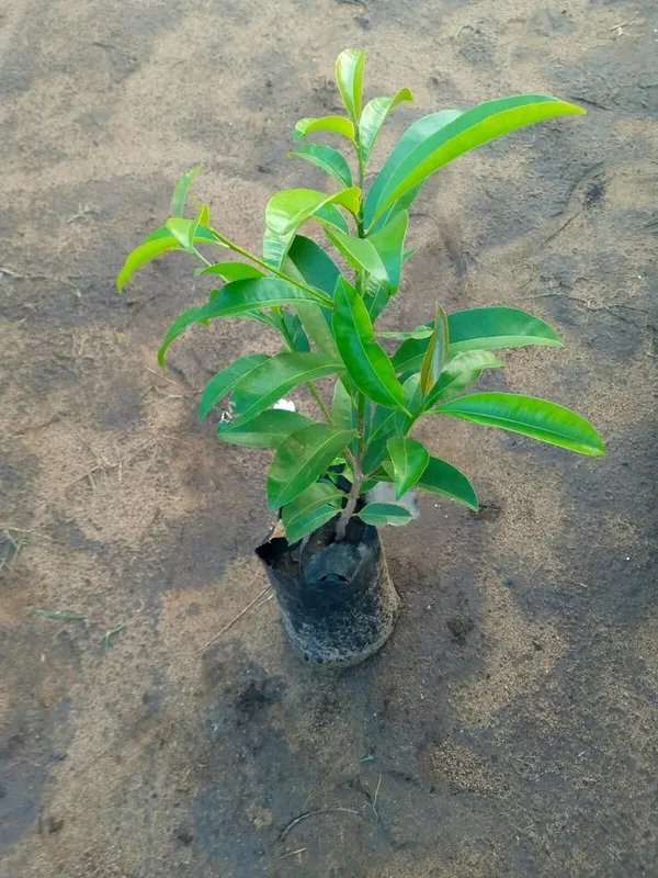 Purple_Mango_Live_Plant_–_Rare_Color_Mango_Tree_|_Sweet_Fruit_|_Outdoor_Garden_&_Terrace_Plant_|_Easy_to_Grow_Fruit_Plant
