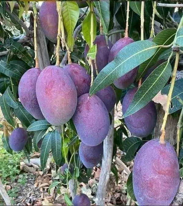 Purple_Mango_Live_Plant_–_Rare_Color_Mango_Tree_|_Sweet_Fruit_|_Outdoor_Garden_&_Terrace_Plant_|_Easy_to_Grow_Fruit_Plant