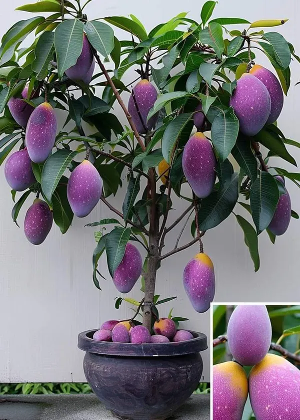 Purple_Mango_Live_Plant_–_Rare_Color_Mango_Tree_|_Sweet_Fruit_|_Outdoor_Garden_&_Terrace_Plant_|_Easy_to_Grow_Fruit_Plant
