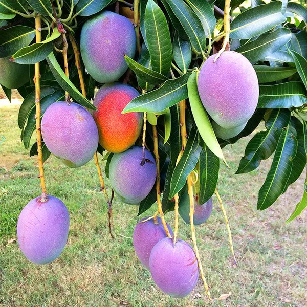Purple_Mango_Live_Plant_–_Rare_Color_Mango_Tree_|_Sweet_Fruit_|_Outdoor_Garden_&_Terrace_Plant_|_Easy_to_Grow_Fruit_Plant