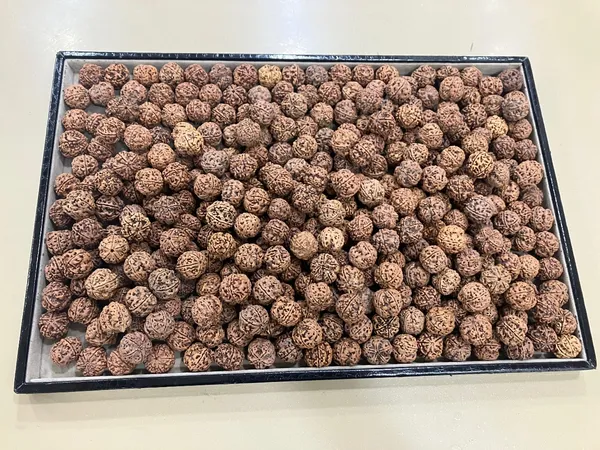 7_mukhi_nepali_rudraksha_Pendent_with_German_sliver_capping