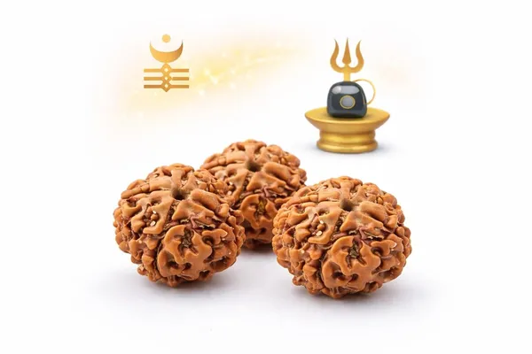 4_Mukhi_Nepali_Rudraksha_for_Knowledge
