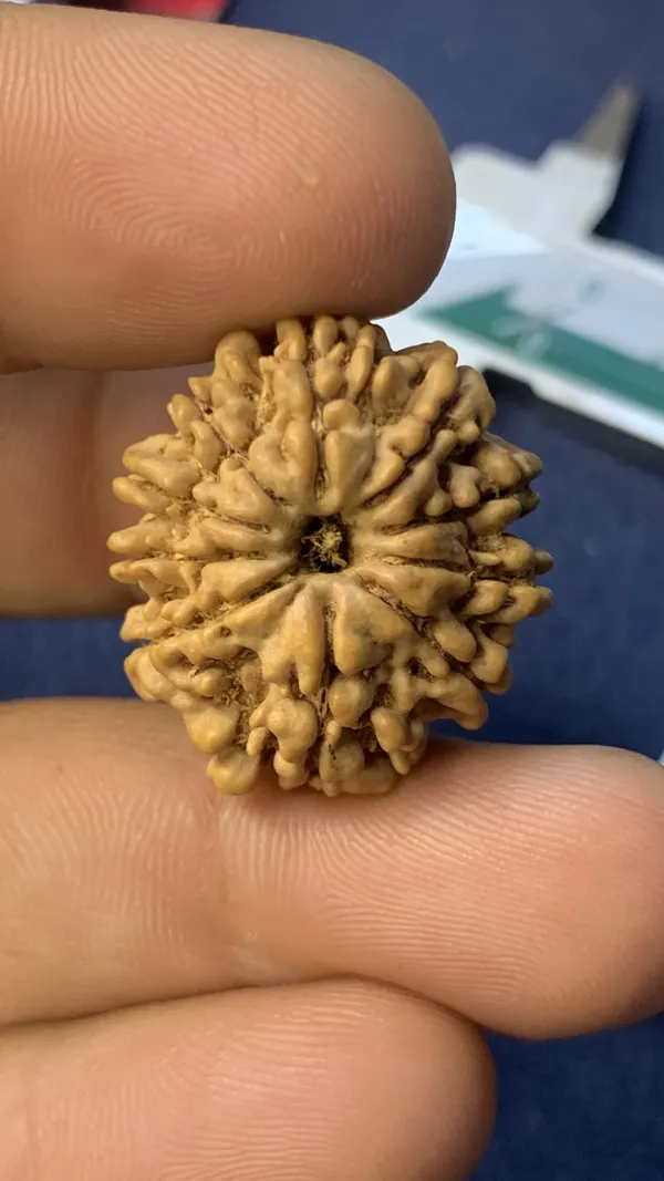10__Mukhi_NEPALI_rudraksha_beads