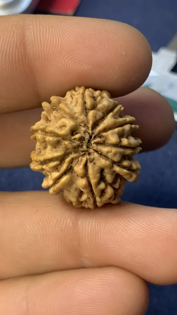 10__Mukhi_NEPALI_rudraksha_beads