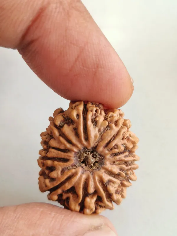 11__Mukhi_NEPALI__Rudraksha_