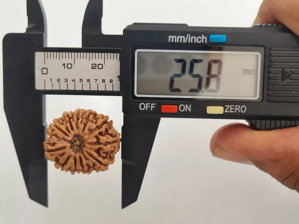 11__Mukhi_NEPALI__Rudraksha_